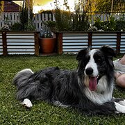 Home Owner wanting sitter in Melbourne, Victoria