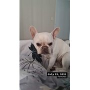 Home Owner wanting sitter in Mandurah, Western Australia