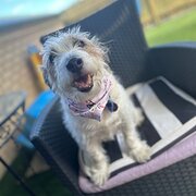 Home Owner wanting sitter in , Queensland