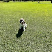 Home Owner wanting sitter in Brisbane, Queensland