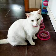 Home Owner wanting sitter in Maryborough, Queensland