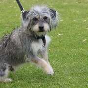 Home Owner wanting sitter in Perth, Western Australia