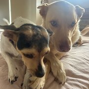 Home Owner wanting sitter in Gympie, Queensland