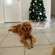 Home Owner wanting sitter in , Queensland