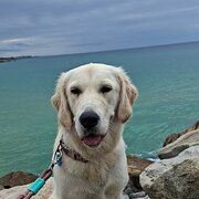 Home Owner wanting sitter in , Queensland