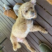 Home Owner wanting sitter in Blue Mountains (Sydney), New South Wales