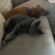 Home Owner wanting sitter in Brisbane , Queensland