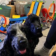 Home Owner wanting sitter in Melbourne, Victoria