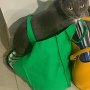 Home Owner wanting sitter in Joondalup, Western Australia