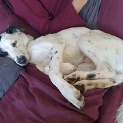 Home Owner wanting sitter in , Queensland