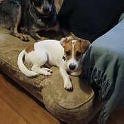 Home Owner wanting sitter in Brisbane, Queensland