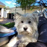 Home Owner wanting sitter in Newcastle, New South Wales