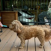 Home Owner wanting sitter in Gosford , New South Wales