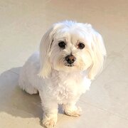 Home Owner wanting sitter in Gold coast, Queensland