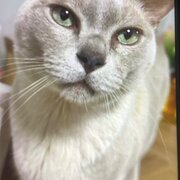 Home Owner wanting sitter in Melbourne, Victoria