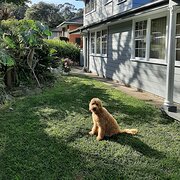 Home Owner wanting sitter in Suburb of Newcastle, New South Wales