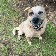 Home Owner wanting sitter in Healesville, Victoria