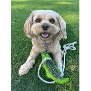 Home Owner wanting sitter in MOUNT MARTHA;VIC, Victoria