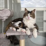 Home Owner wanting sitter in Melbourne, Victoria