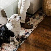 Home Owner wanting sitter in , South Australia