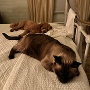 Home Owner wanting sitter in Lismore , New South Wales