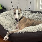 Home Owner wanting sitter in , Victoria