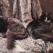 Home Owner wanting sitter in Adelaide, South Australia