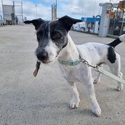 Home Owner wanting sitter in , Victoria