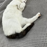 Home Owner wanting sitter in , Victoria