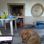 House Sitter - Cristian