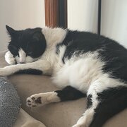 Home Owner wanting sitter in Adelaide , South Australia