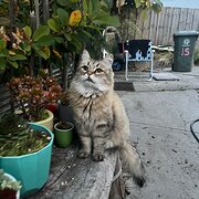 Home Owner wanting sitter in Hobart, Tasmania