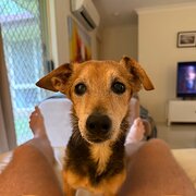 Home Owner wanting sitter in Brisbane, Queensland