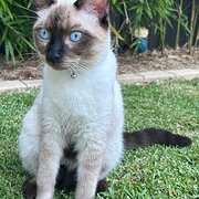 Home Owner wanting sitter in , New South Wales