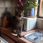 Home Owner wanting sitter in Adelaide, South Australia