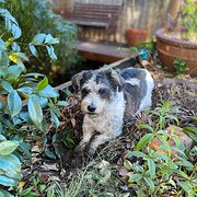 Home Owner wanting sitter in , Western Australia