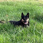 Home Owner wanting sitter in Brisbane, Queensland