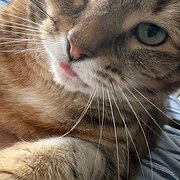 Home Owner wanting sitter in Melbourne , Victoria