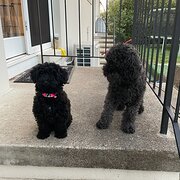 House Sitter - Nellie- Young traveller