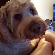 Home Owner wanting sitter in Melbourne , Victoria