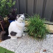 Home Owner wanting sitter in Perth, Western Australia