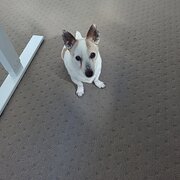 Home Owner wanting sitter in Canberra, Australian Capital Territory