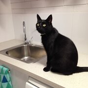 Home Owner wanting sitter in Brisbane, Queensland