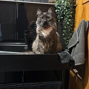 Home Owner wanting sitter in Wandong, Victoria