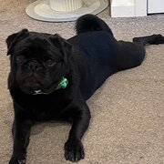 Home Owner wanting sitter in Oyster Bay, New South Wales