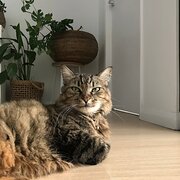 Home Owner wanting sitter in Brisbane, Queensland