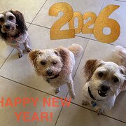 Home Owner wanting sitter in Maleny, Sunshine Coast, Queensland