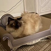 Home Owner wanting sitter in , Queensland