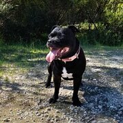 Home Owner wanting sitter in Perth, Western Australia