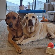 Home Owner wanting sitter in , Victoria